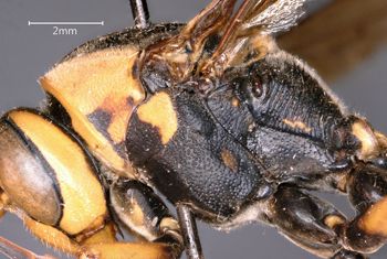 Media type: image;   Entomology 33180 Aspect: thorax lateral